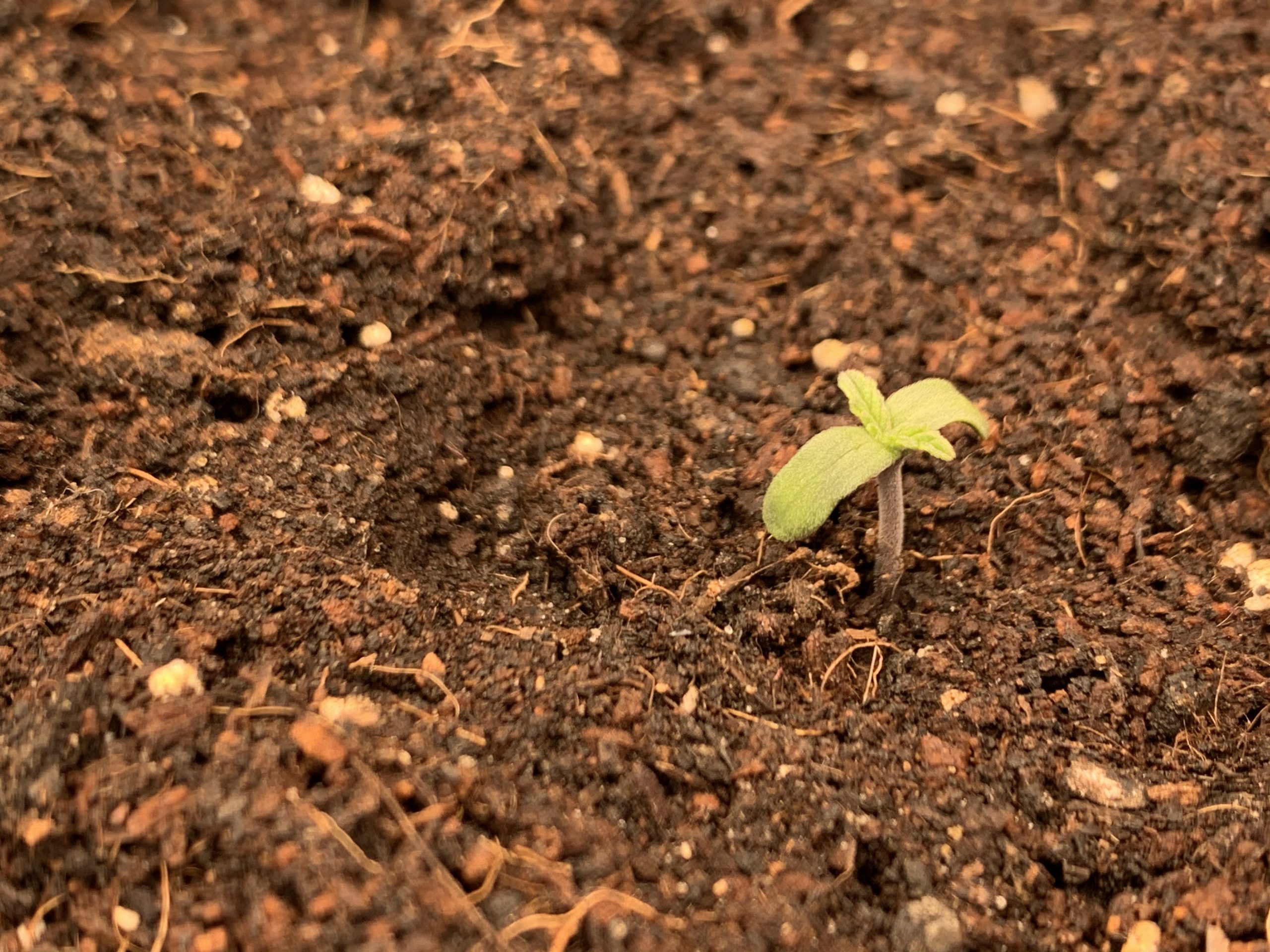 Выращивание сортов каннабиса сативы